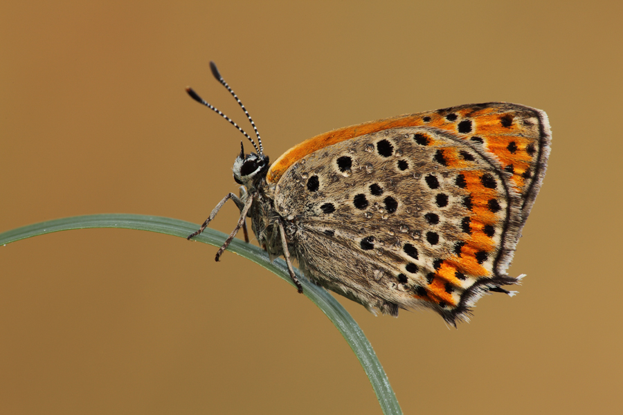 Lycaena thersamon
