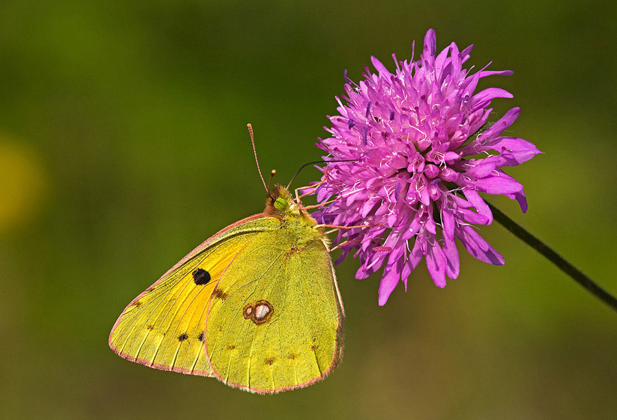 Colias crocea