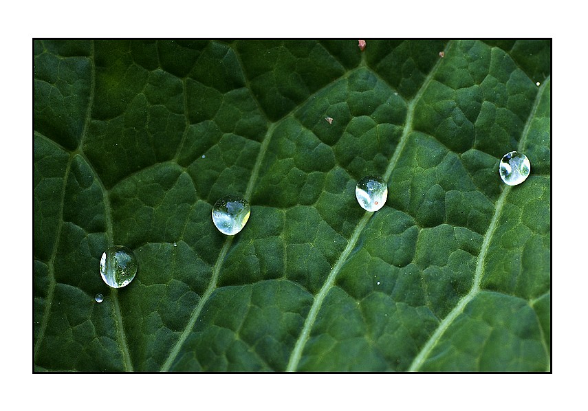 gioielli su panno verde......