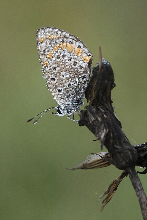 Una delle tante Lycaenidae