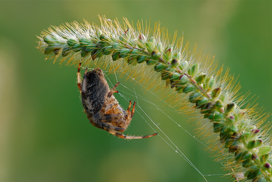 Araneus diadematus