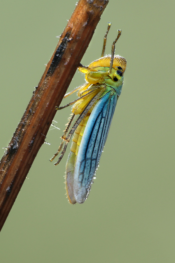 cicadella's stretching