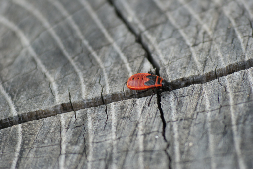 Una rossa in bianco e nero