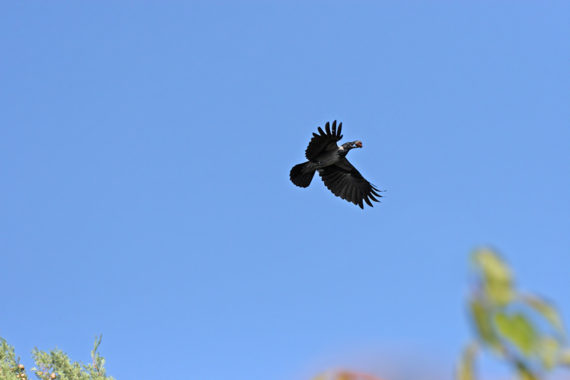 Cornacchia grigia con galbulo di cipresso