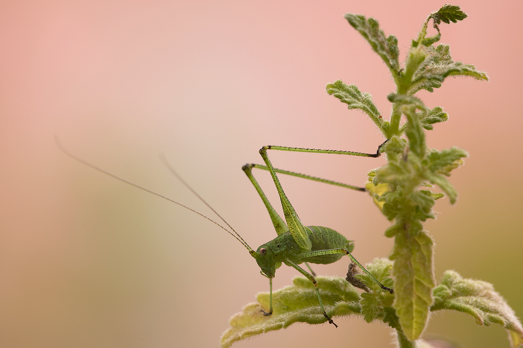 Leptophyes punctatissima