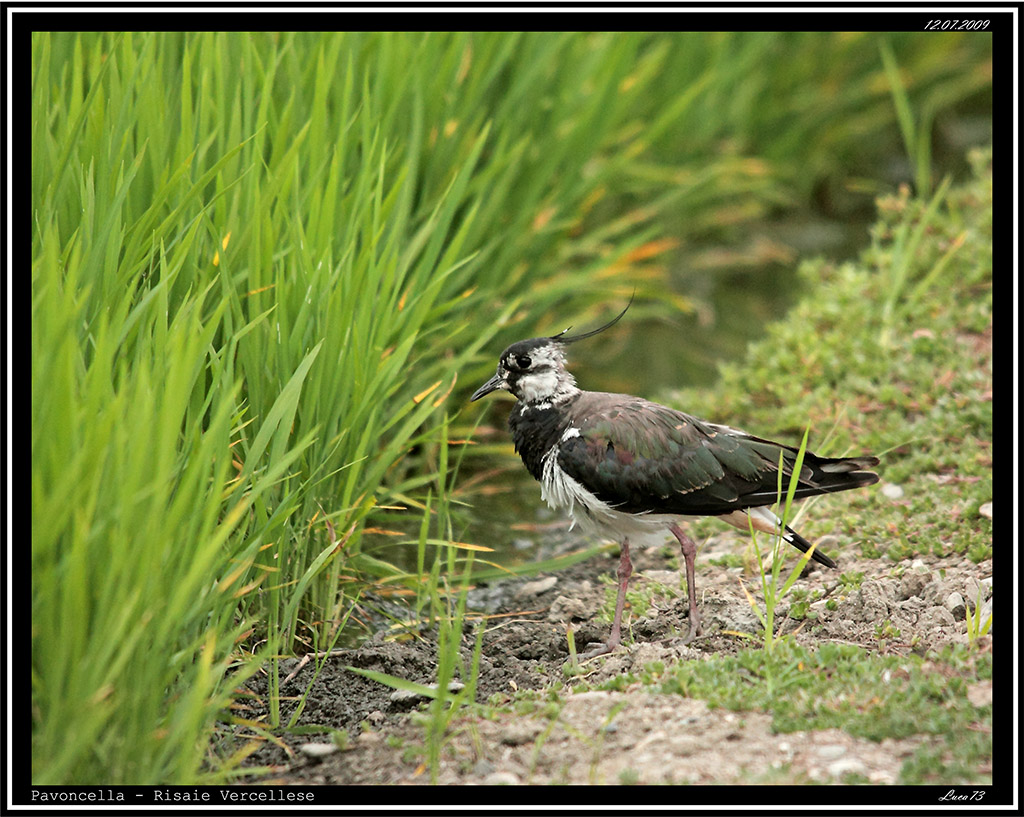 Pavoncella # 4