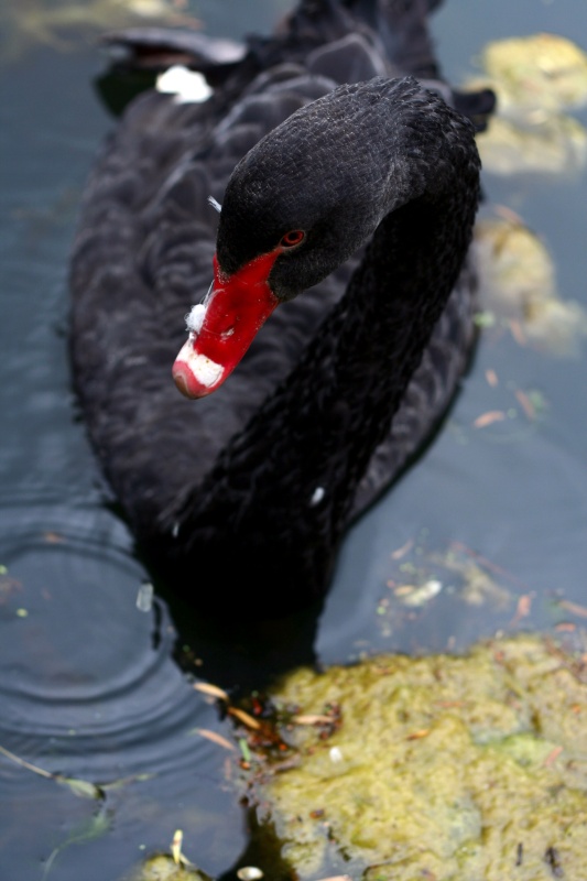 Black swan