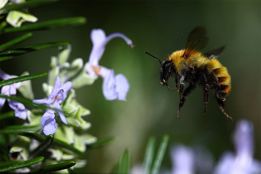 ...Tiro Al Volo...!!!