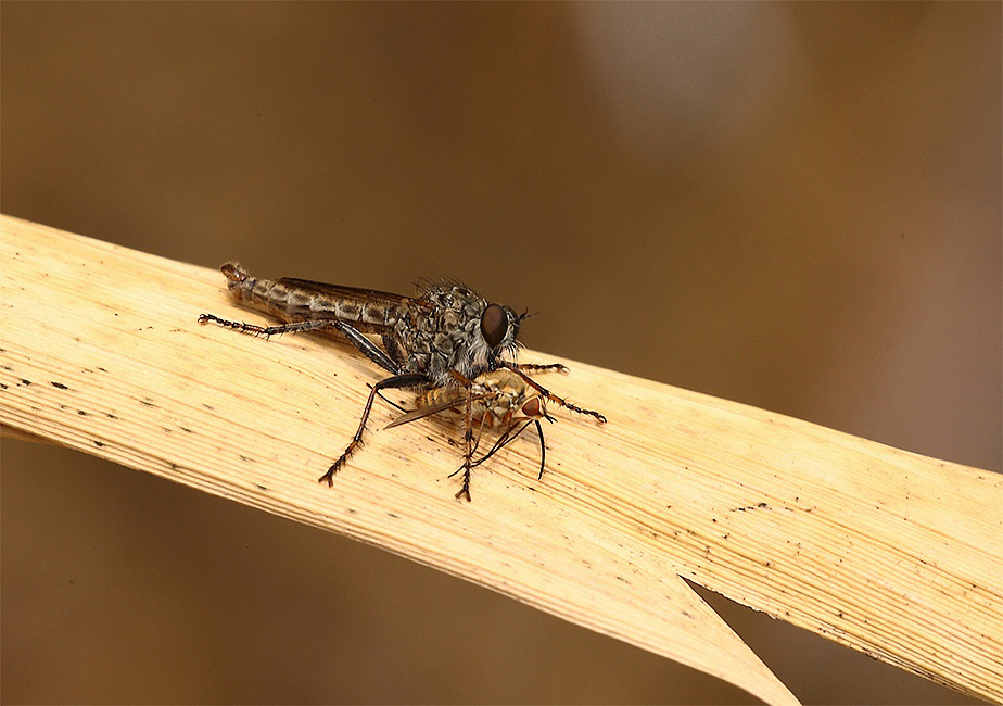 ...Preda E Predatore...!!!