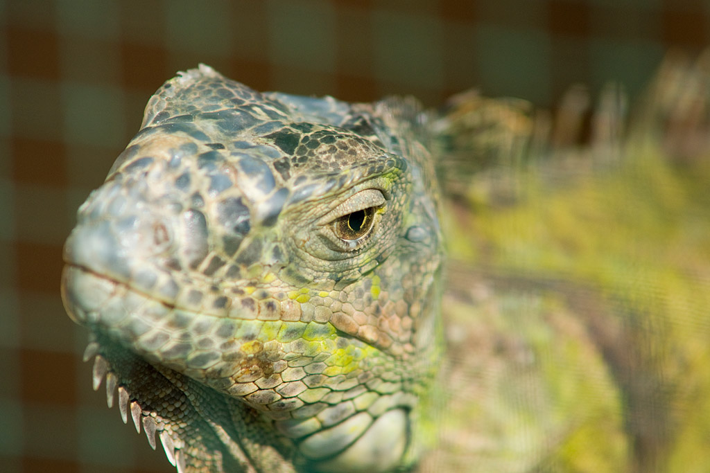 Iguana