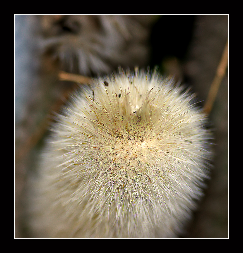 Peluche vegetale