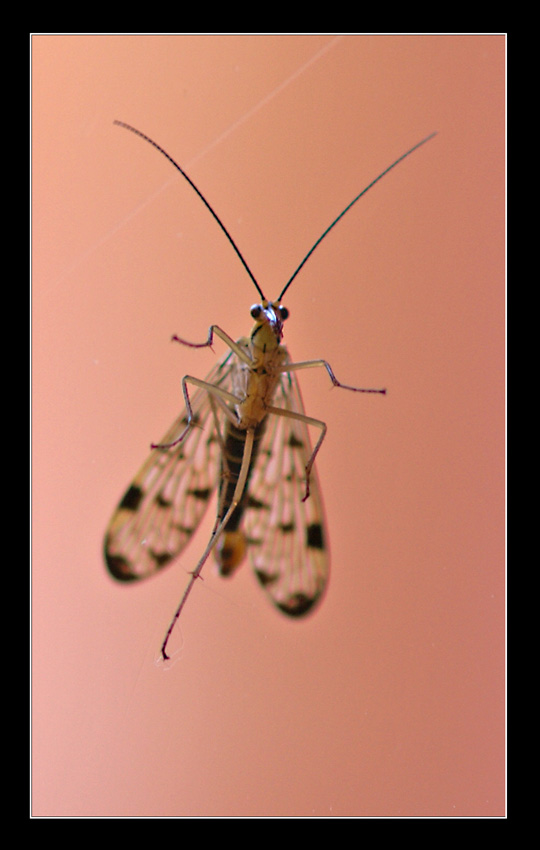 Ci riprovo con la macro......