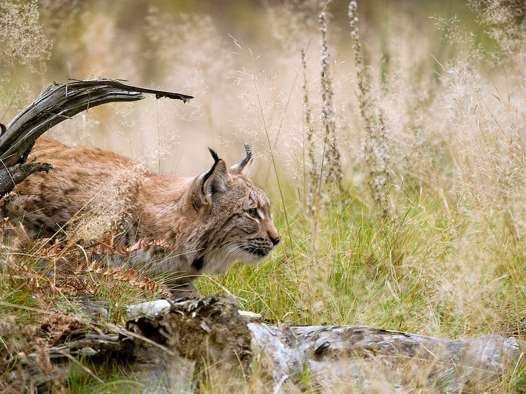 Lince europea