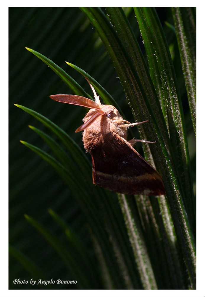 Ma che animaletto �?