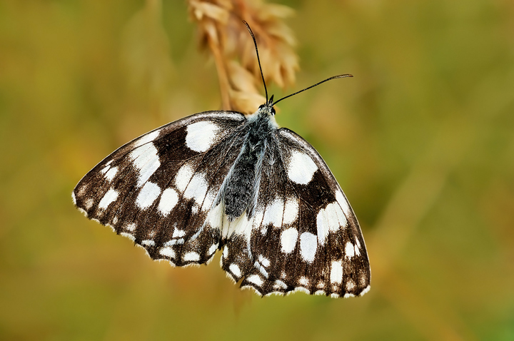 Melanargia