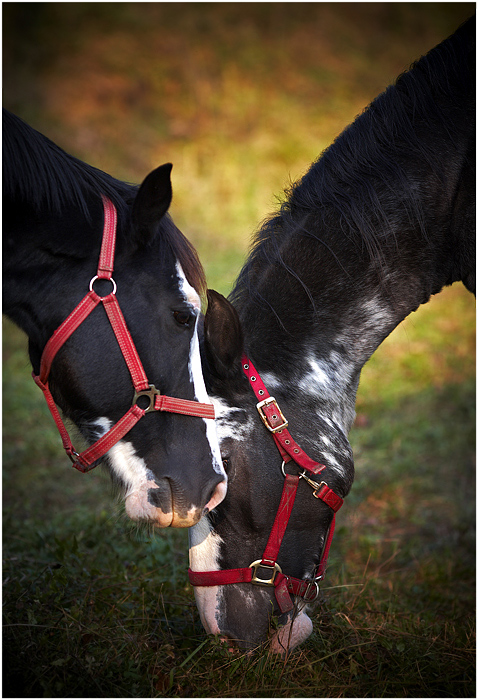 un tranquillo pomeriggio d'autunno nel bosco