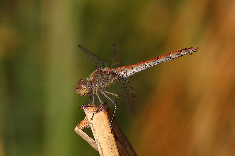 ...Gentile E Disponibile...!!!