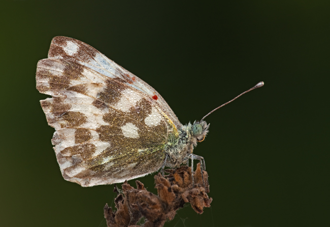 Pontia edusa