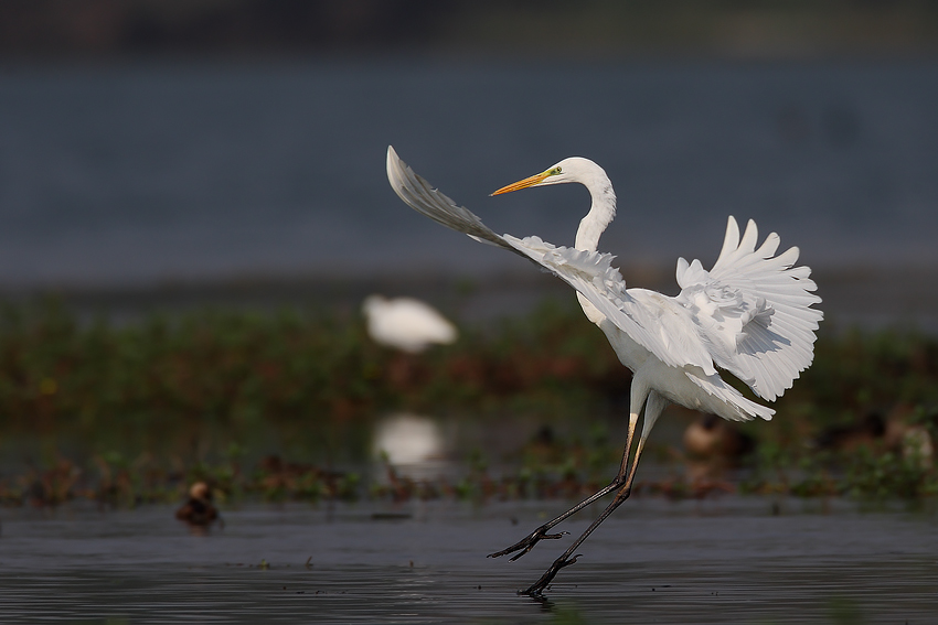 Airone Bianco in atterraggio...