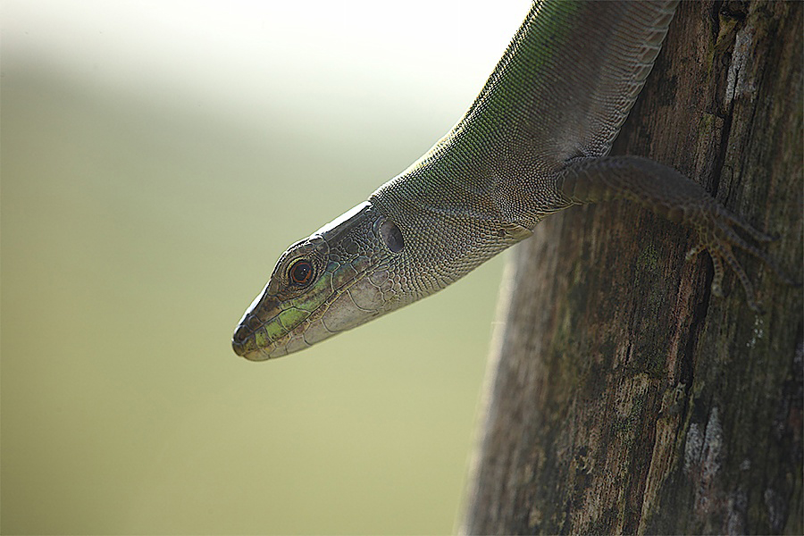 ...Con le Zampine e...Senza (x Valter & C.)