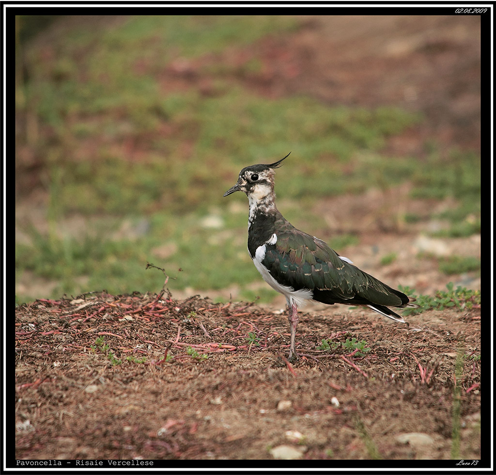 Pavoncella # 7