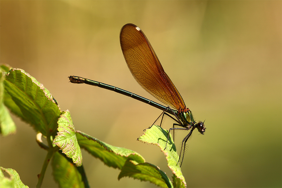 ...Sotto Questo Sole...!!!