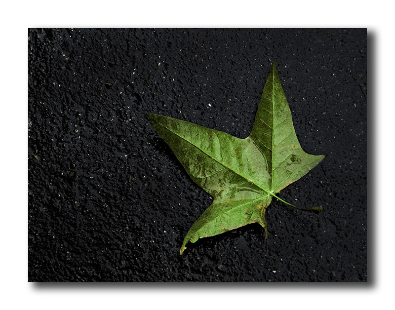 si sta come d'autunno sugli alberi le foglie