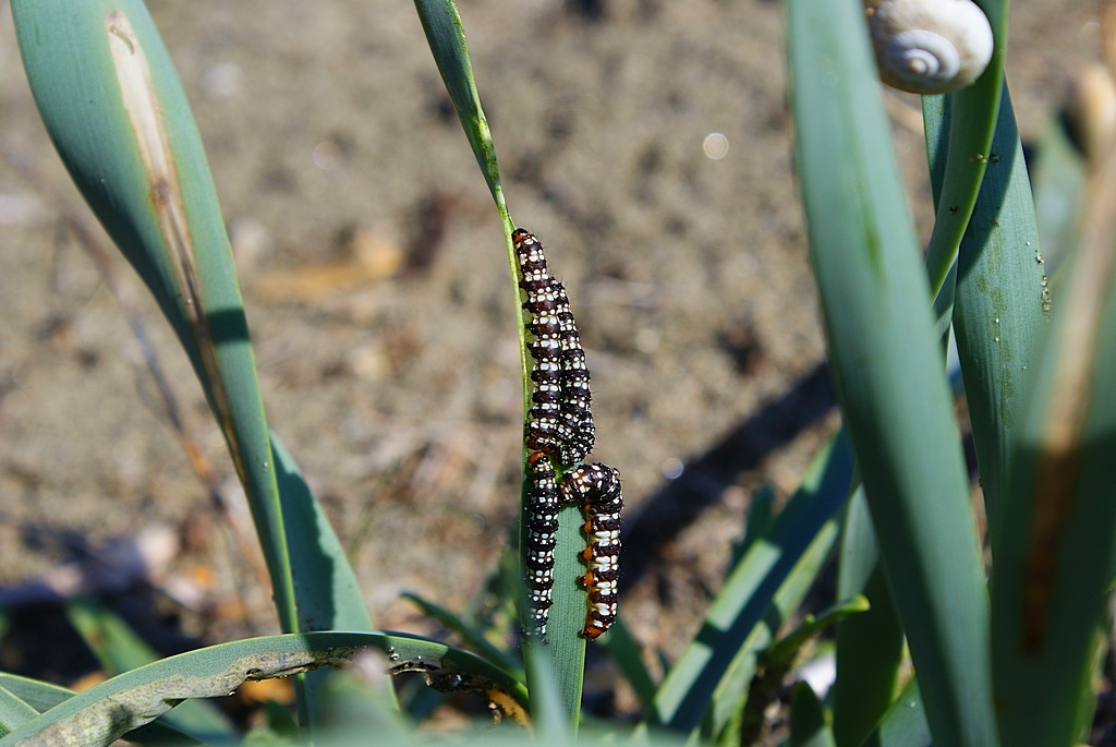 Il picnic dei bruchi