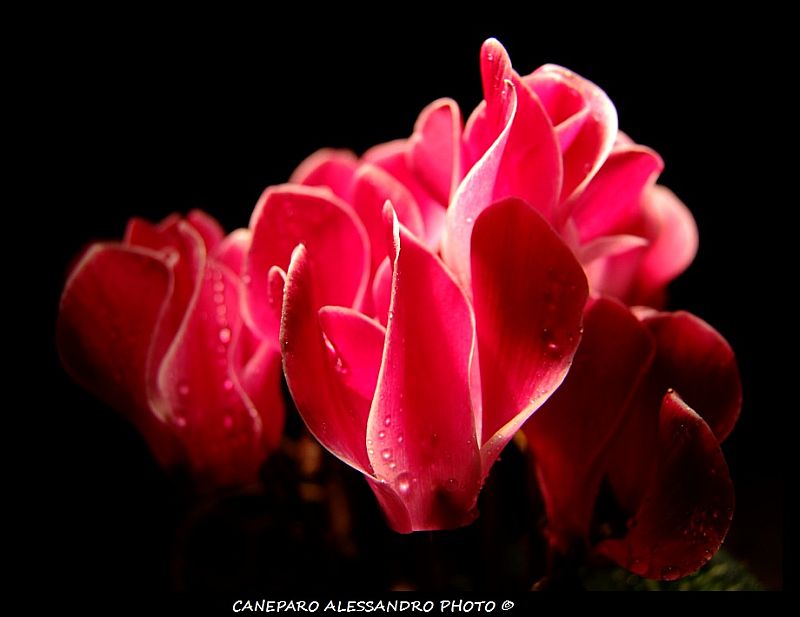 cyclamen darkness