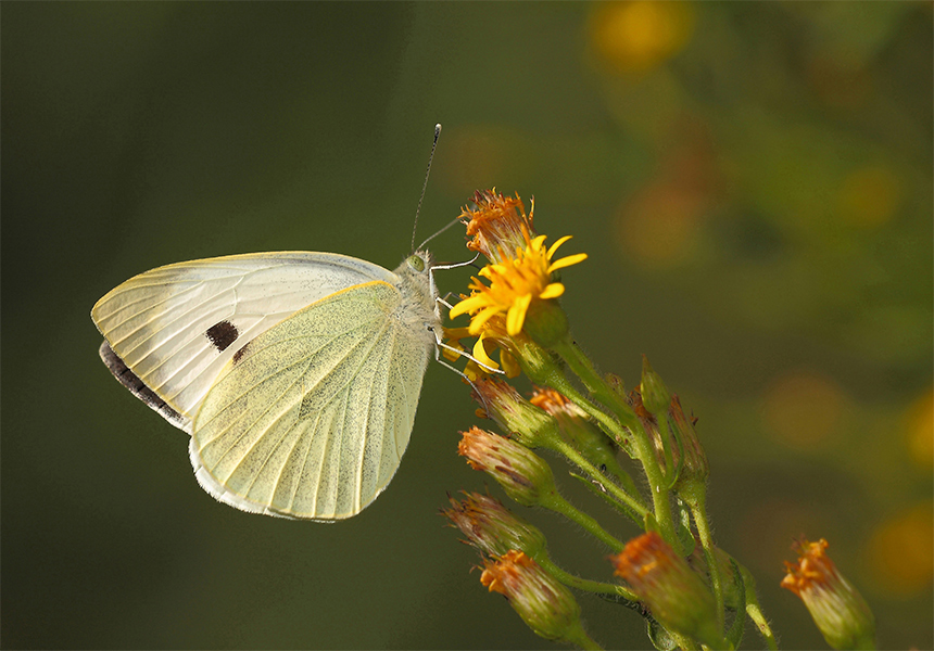 ...Ogni Tanto Ne Incontro Una...!!!