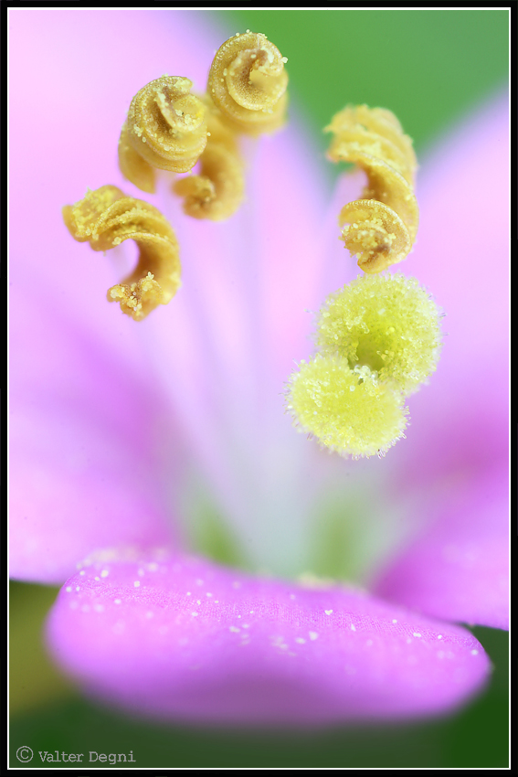 Scultura della natura