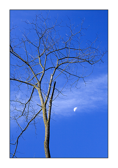 l'albero....e la luna