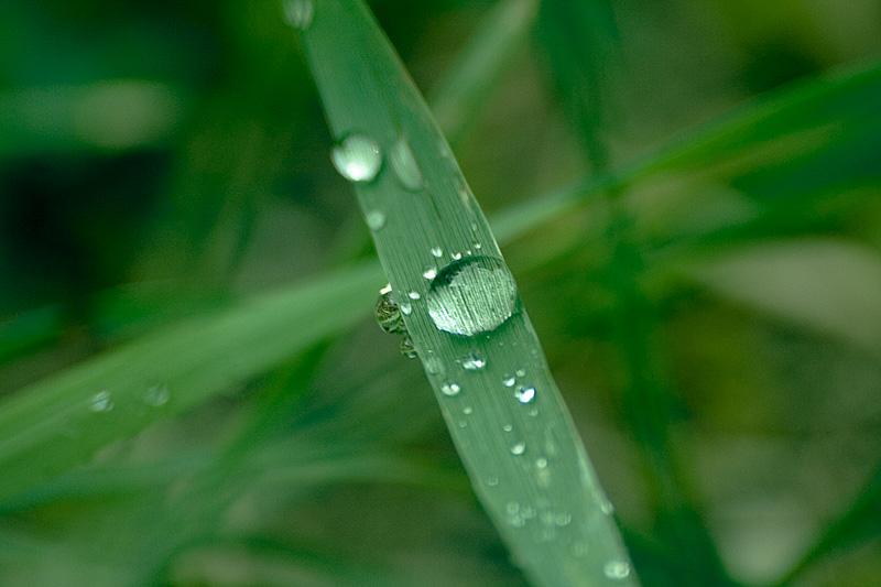 Verde acqua