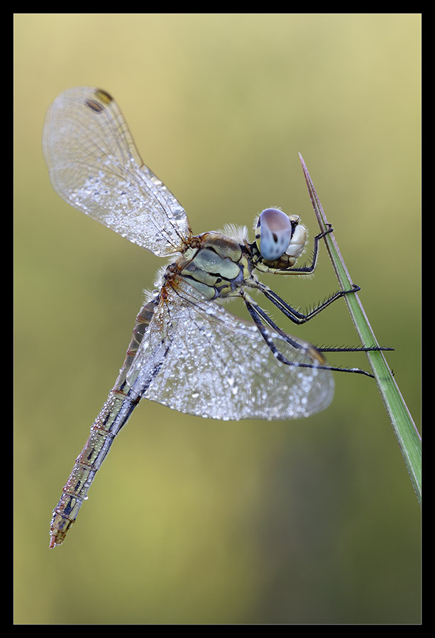 Sympetrum fonscolombii