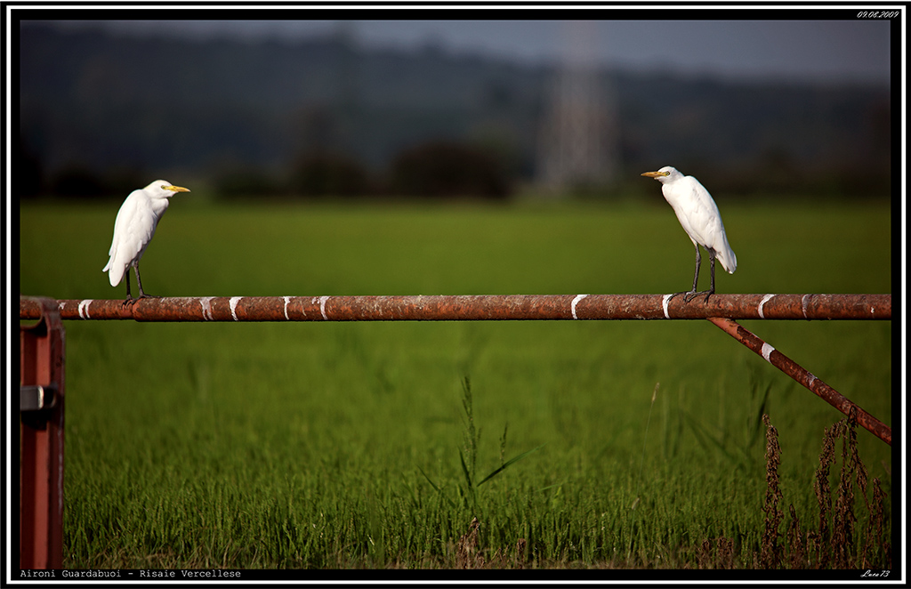 Airone Guardabuoi #3 - coppia