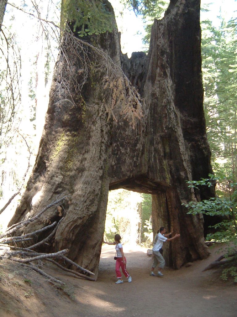 altra sequoia gigante