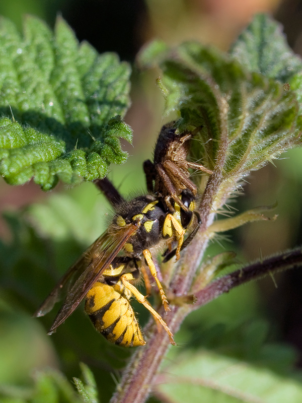 ottimo e...abbondante
