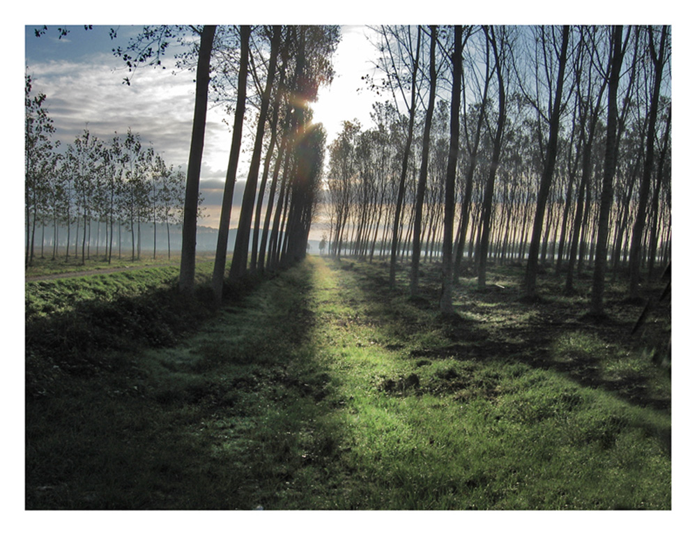 autunno tra i pioppi