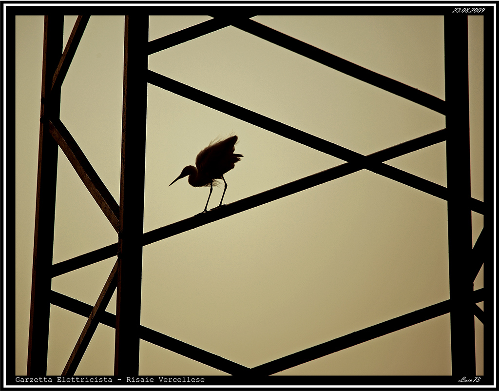 Garzetta # 20 - Elettricista