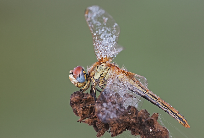 Libellula - sympetrum_fonscolombii