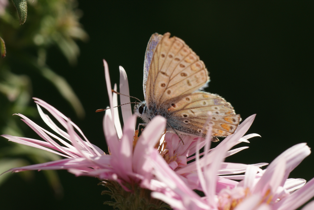 Bella farfalla in posa