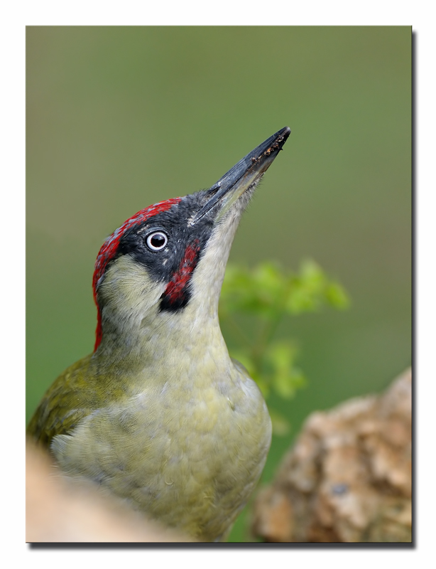 Ritratto di picchio verde