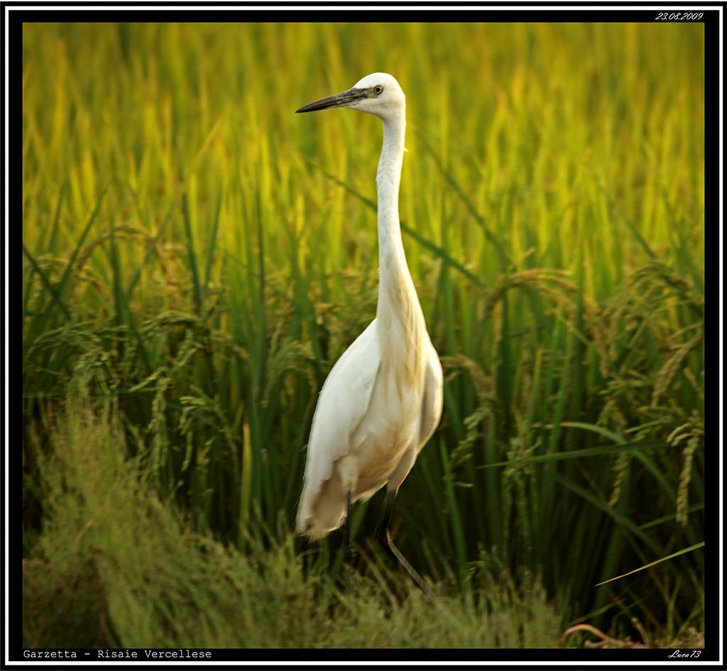 Garzetta # 21