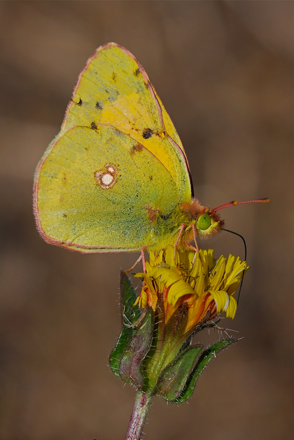 Colias crocea