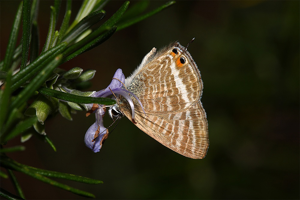 Alla Vecchia Maniera.
