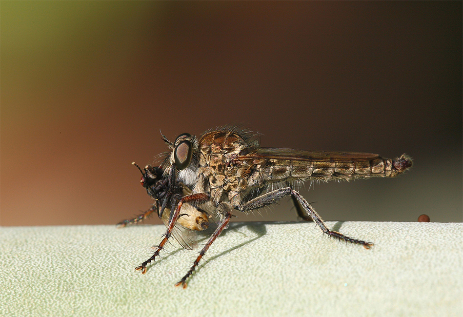 Il Pranzo E' Servito !