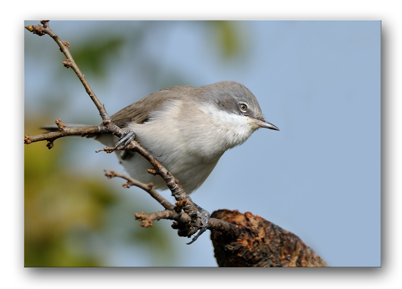 Mi sembra una sterpazzola
