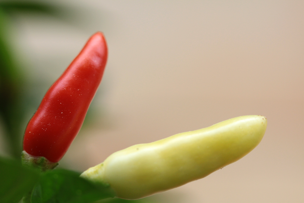 IL ROSSO & IL GIALLO