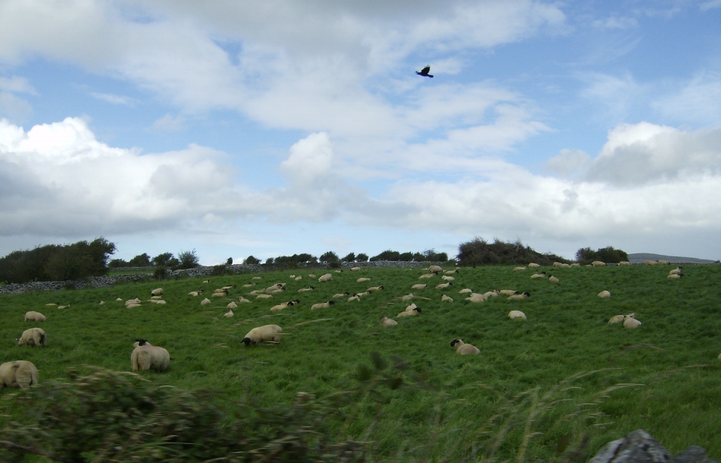 The sheeps and the hawk...