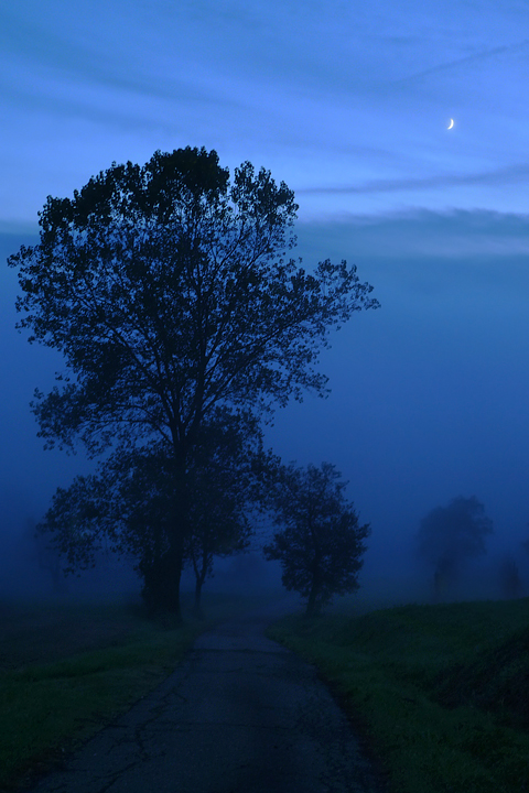 The Tree,the Fog and the Moon in a Blue Sky